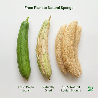 Natural Loofah Sponge – For Soap Making & DIY Skincare
